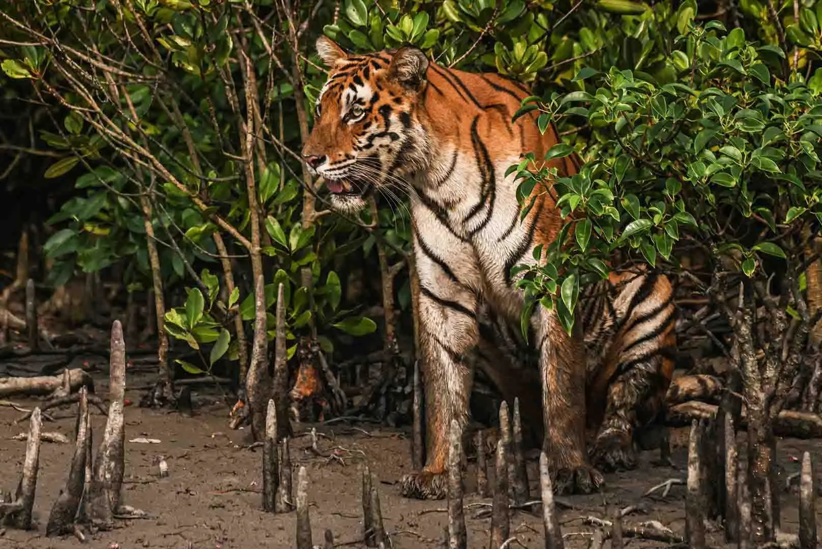 SUNDARBANS